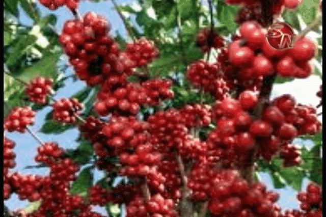 Más de 2700 cafetaleros beneficiados. Más de 2700 cafetaleros beneficiados.