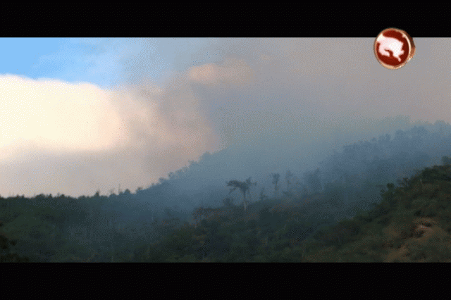 Encontraron 600 matas. Encontraron 600 matas.
