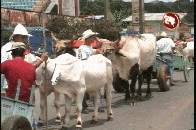 Aproximadamente 71 yuntas de bueyes participaron. Aproximadamente 71 yuntas de bueyes participaron.