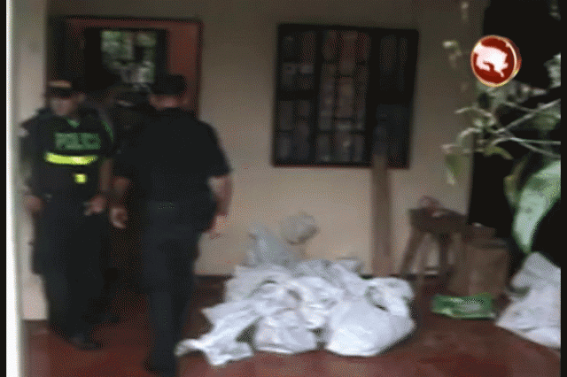 Decomisaron varios gallos. Decomisaron varios gallos.