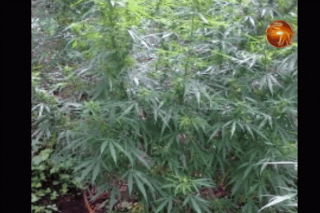 Decomisaron 9 mil matas. Decomisaron 9 mil matas.