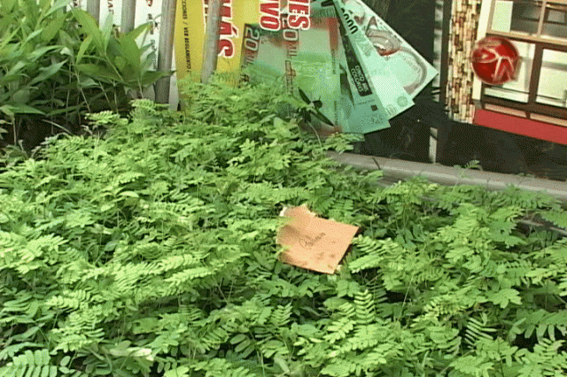 El objetivo era regalar más de 5 mil árboles. El objetivo era regalar más de 5 mil árboles.