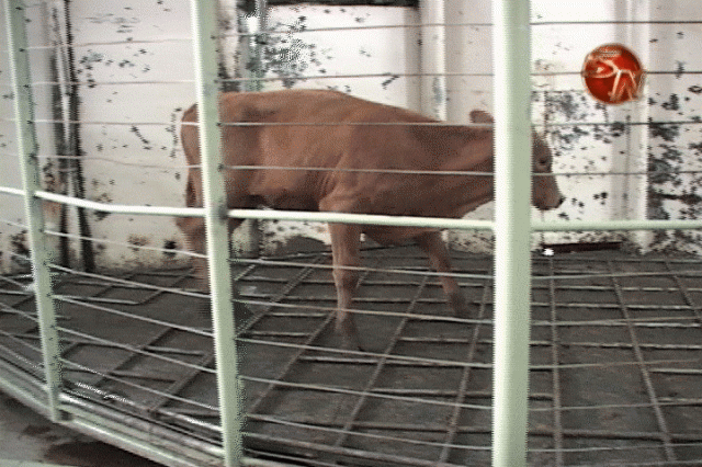 Realizan encuesta. Realizan encuesta.