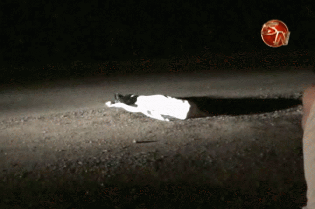 La mujer falleció en el lugar. La mujer falleció en el lugar.