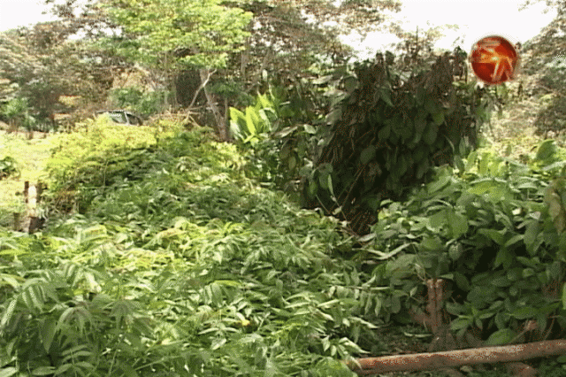 Entregaron árboles. Entregaron árboles.