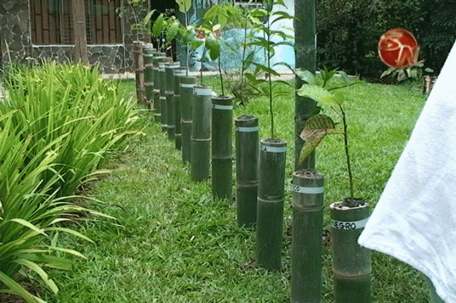 Los árboles los venden. Los árboles los venden.