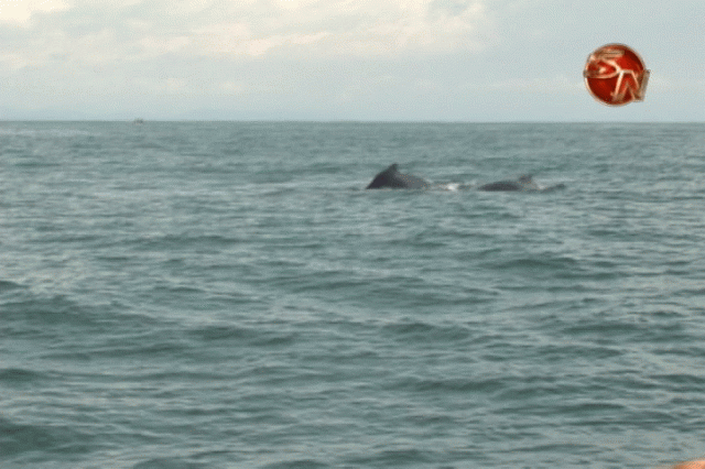 Los visitantes podrán observar ballenas. Los visitantes podrán observar ballenas.