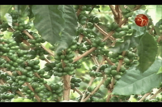 Darán a conocer avances. Darán a conocer avances.