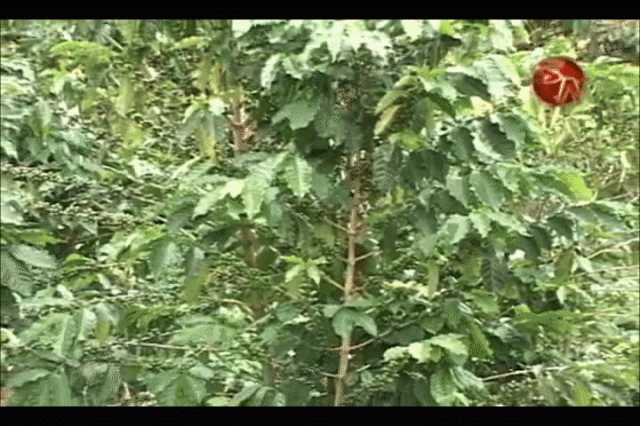 Renovaron plantaciones. Renovaron plantaciones.