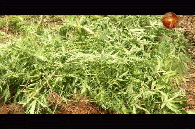 La marihuana fue quemada. La marihuana fue quemada.