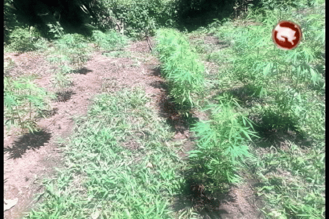 Marihuana encontrada. Marihuana encontrada.