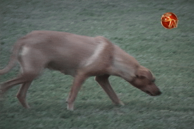 Harán campaña. Harán campaña.