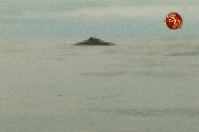 Avistamiento de ballenas. Avistamiento de ballenas.