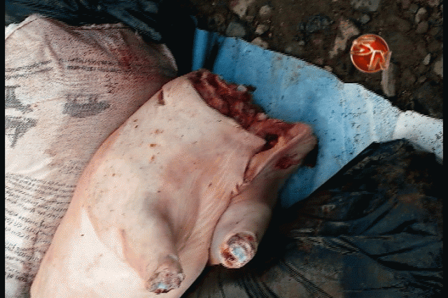 Agentes sospecharon de procedencia de la carne. Agentes sospecharon de procedencia de la carne.