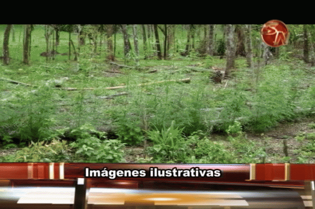 Destruyeron la plantación. Destruyeron la plantación.