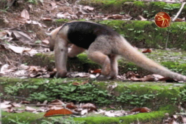 Este es el oso hormiguero. Este es el oso hormiguero.