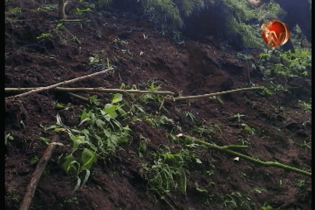 Destruyeron la plantación. Destruyeron la plantación.