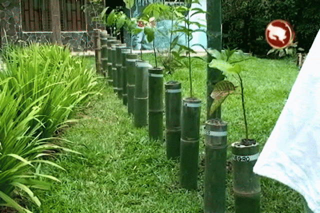 Tienen más de mil árboles para vender. Tienen más de mil árboles para vender.