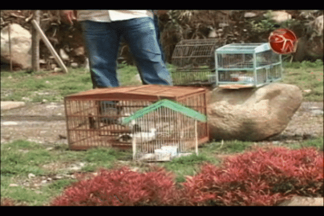 Atienden las denuncias. Atienden las denuncias.