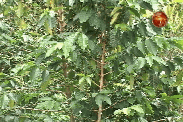 Plantaciones se fueron severamente afectadas. Plantaciones se fueron severamente afectadas.