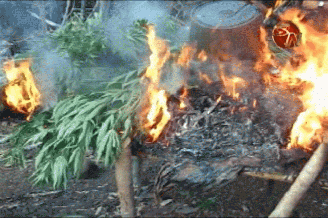 La marihuana fue quemada. La marihuana fue quemada.