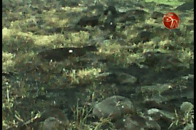 Los vecinos estaban preocupados. Los vecinos estaban preocupados.