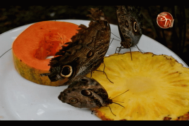 Cuida las mariposas. Cuida las mariposas.