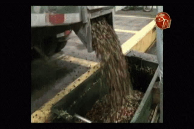 Foto de Productores de café recibirán ayuda a finales de abril Productores de café recibirán ayuda a finales de abril