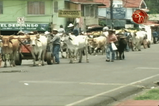 Esperan decenas de boyeros. Esperan decenas de boyeros.