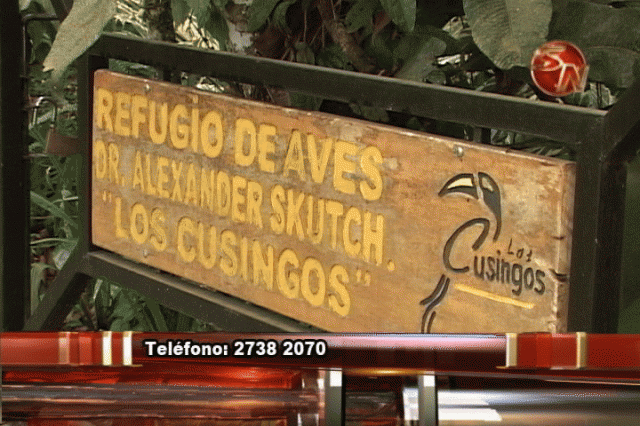 Los Cusingos. Los Cusingos.