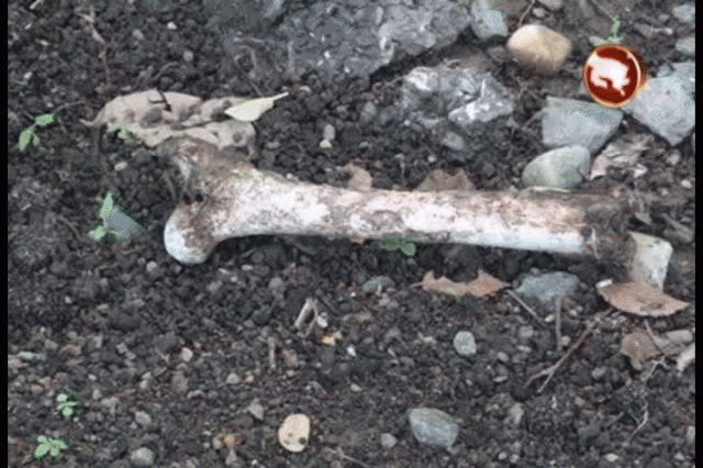 Se cree que restos corresponden a un brazo. Se cree que restos corresponden a un brazo.