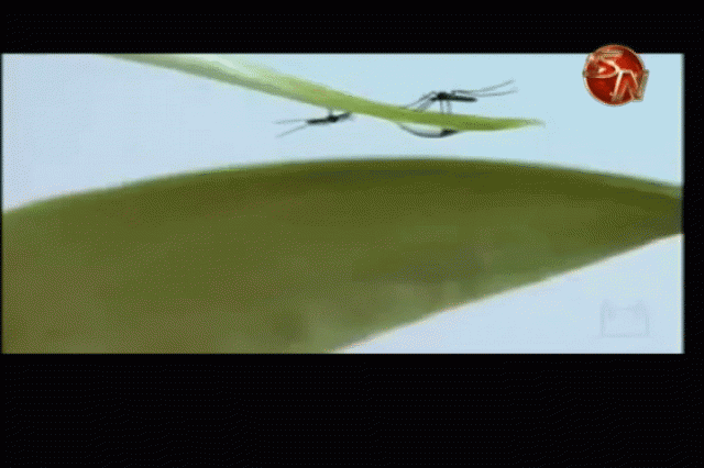 Siguen apareciendo casos. Siguen apareciendo casos.