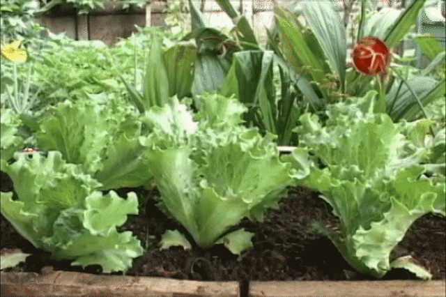 Apoyan con recursos. Apoyan con recursos.