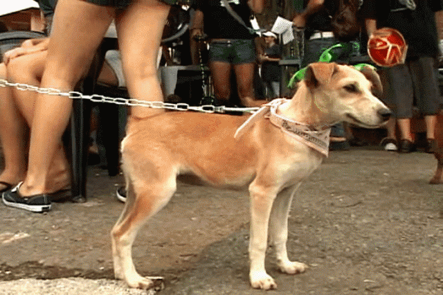 Adopte un animal este sábado. Adopte un animal este sábado.