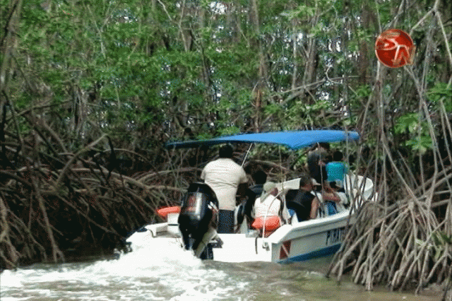 Hicieron recorridos por los manglares. Hicieron recorridos por los manglares.