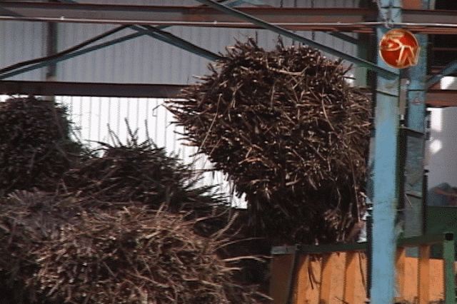 Registran mayor molienda. Registran mayor molienda.