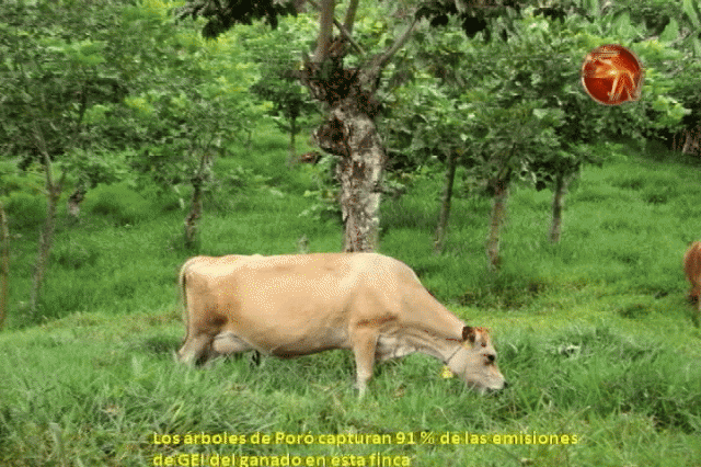 Ganado produce contaminación. Ganado produce contaminación.