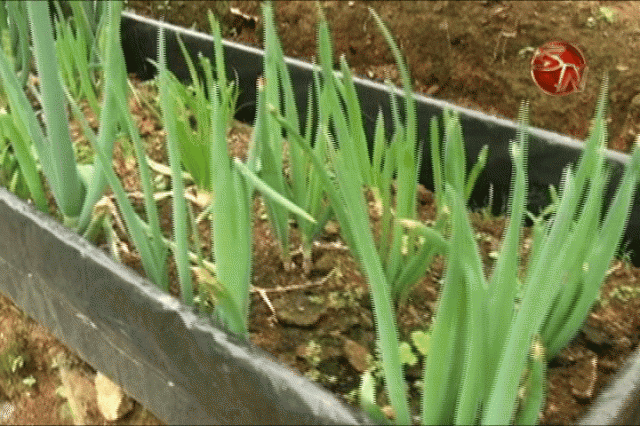 Producen variedad de cultivos. Producen variedad de cultivos.