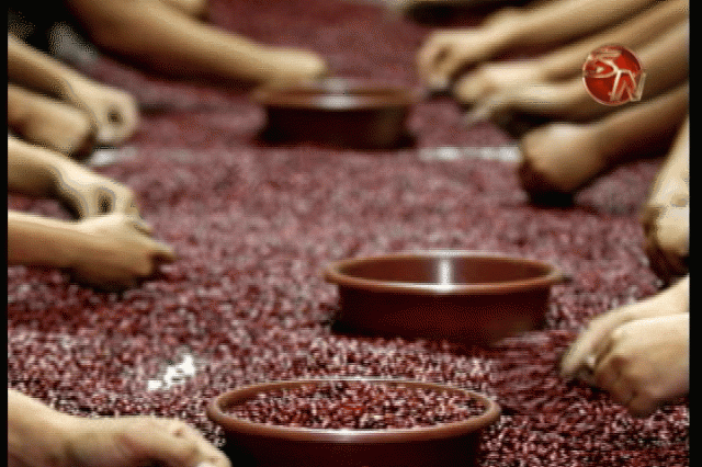 Los fríjoles, uno de los productores que trabajan. Los fríjoles, uno de los productores que trabajan.