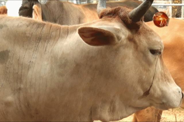 600 productores beneficiados. 600 productores beneficiados.