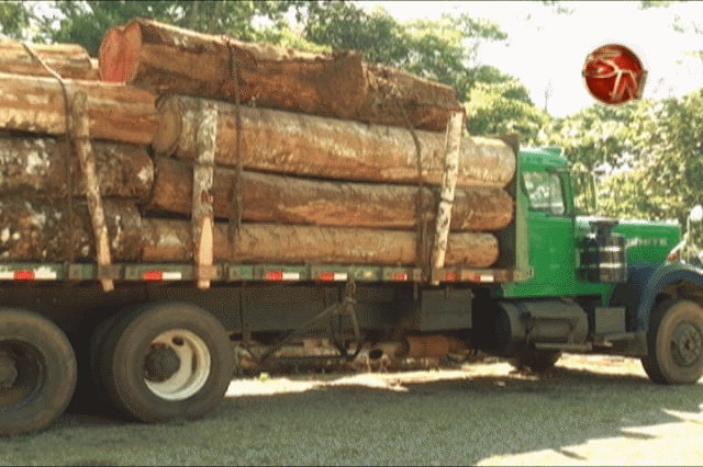 Esta madera la decomisaron. Esta madera la decomisaron.