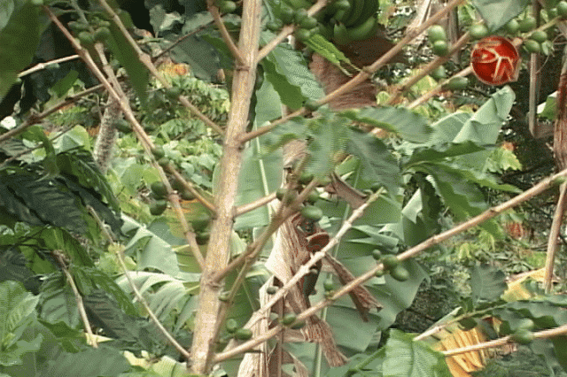Los caficultores afectados por la roya. Los caficultores afectados por la roya.