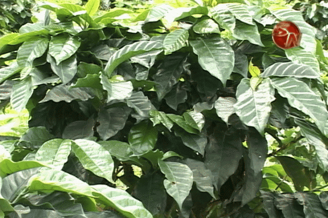 Las plantas fueron afectadas por la roya. Las plantas fueron afectadas por la roya.