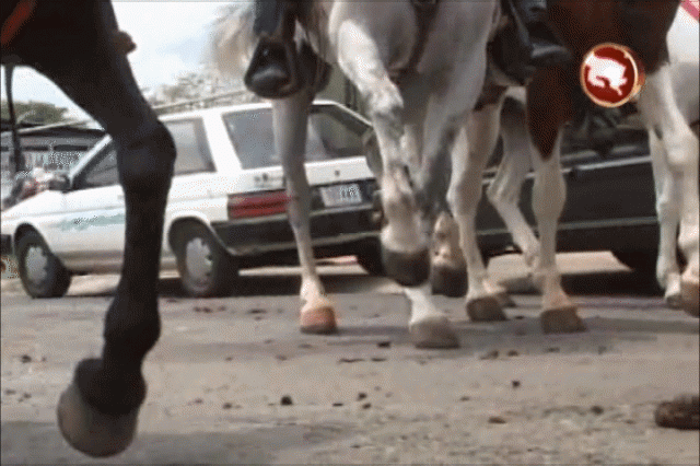 Fiestas La Palma 2014. Fiestas La Palma 2014.