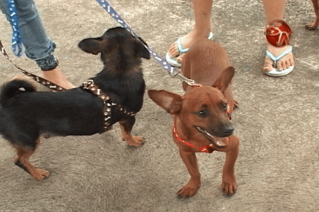 Asociación Pro Vida Animal. Asociación Pro Vida Animal.