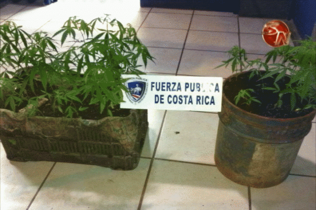 34 plantas de marihuana. 34 plantas de marihuana.