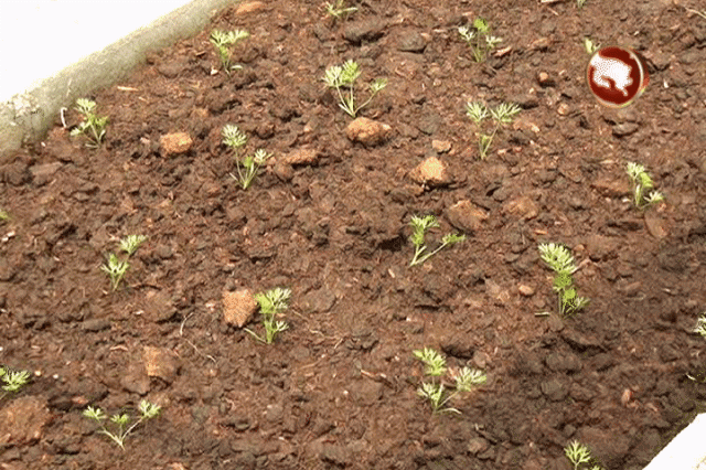 Huerta Escuela de Los Reyes. Huerta Escuela de Los Reyes.