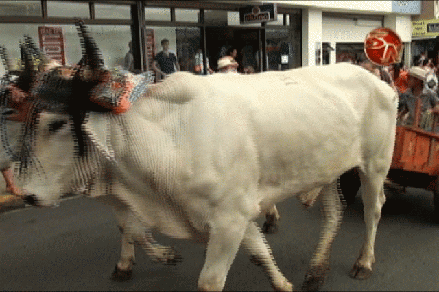 Reprise del desfile. Reprise del desfile.