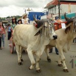 Desfile de Boyeros, San Isidro Labrador 2014