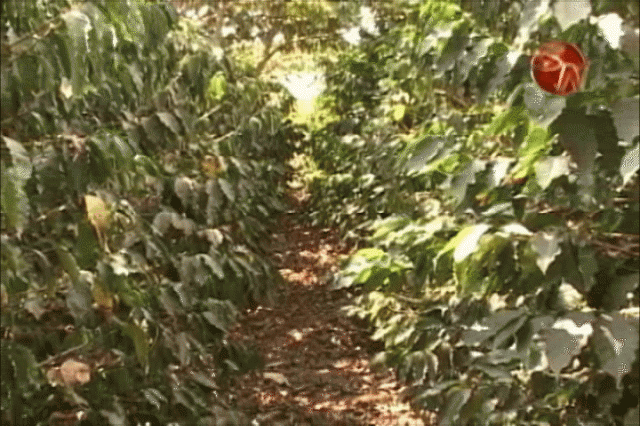 Control de la roya en el café. Control de la roya en el café.